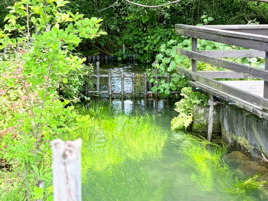 店のそばを流れる安曇野の湧水